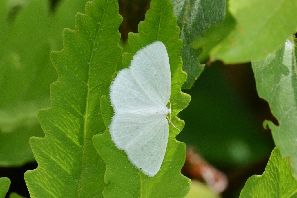 083 2013-06062502 Pierpont Meadow, MA.JPG - White Spring Moth (Lomographa vestaliata). Pierpont Meadow Wildlife Sanctuary, MA, 6-6-2013